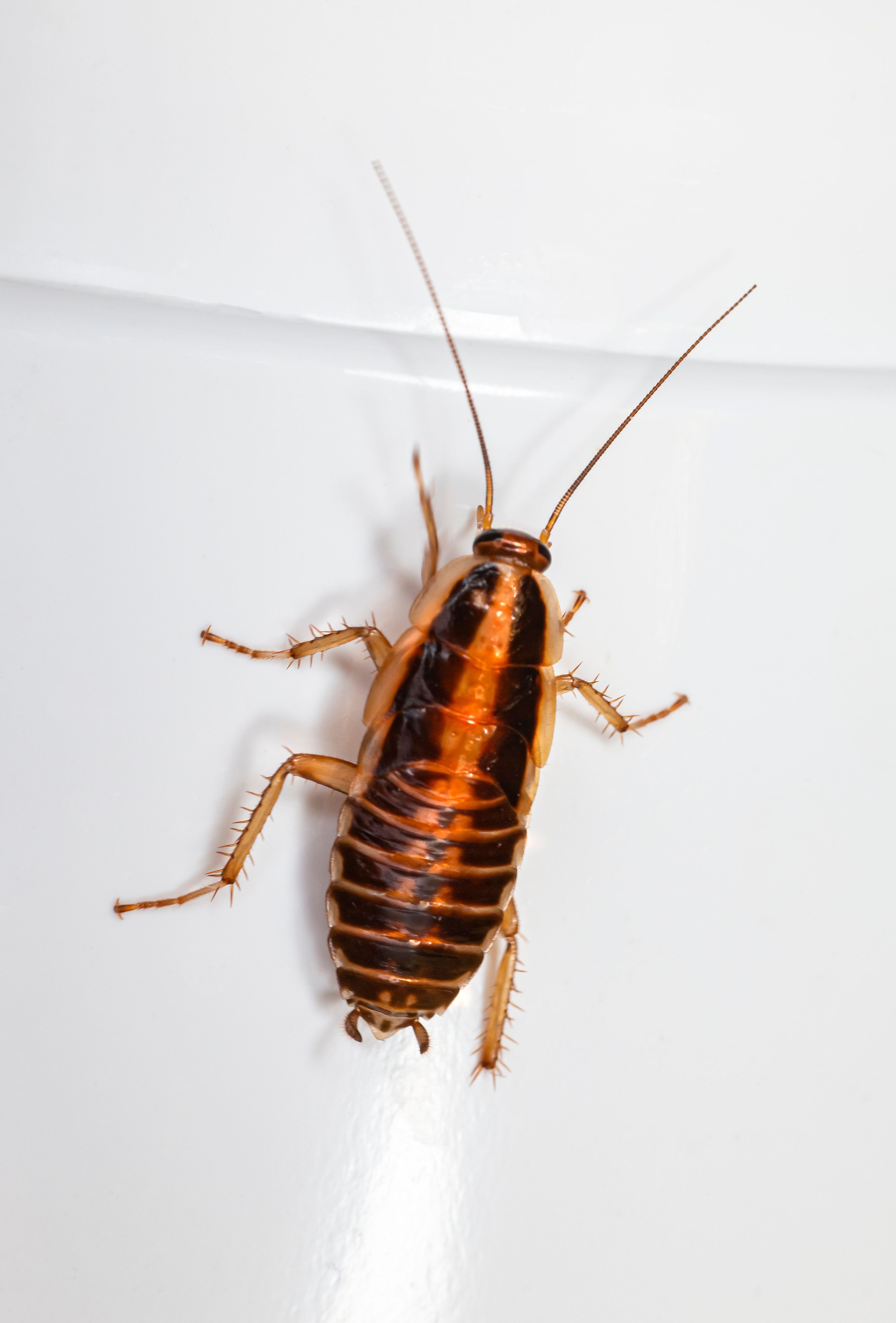 Close-up photograph of a household cockroach