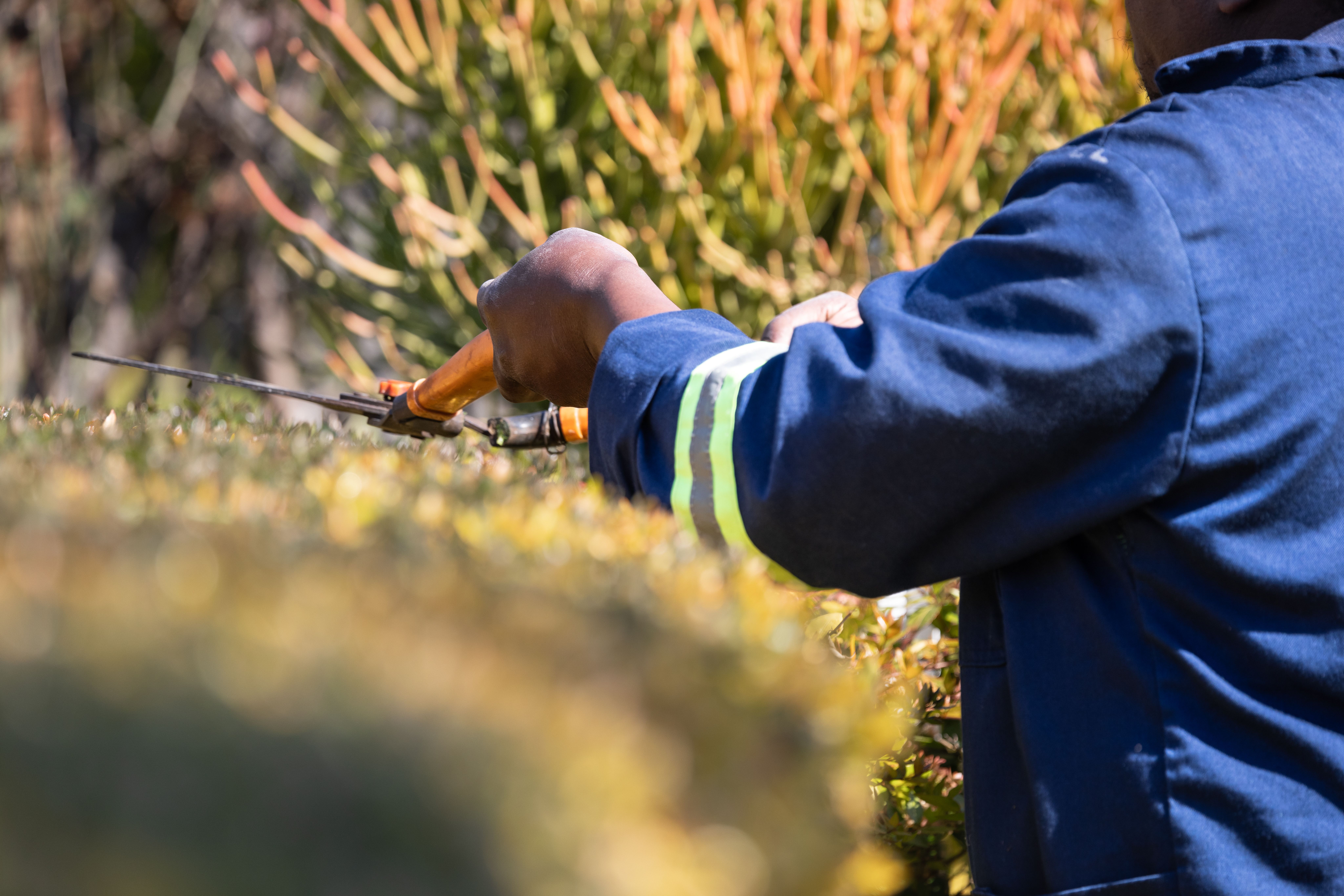 Landscape maintenance at a coastal Sullivan's Island property