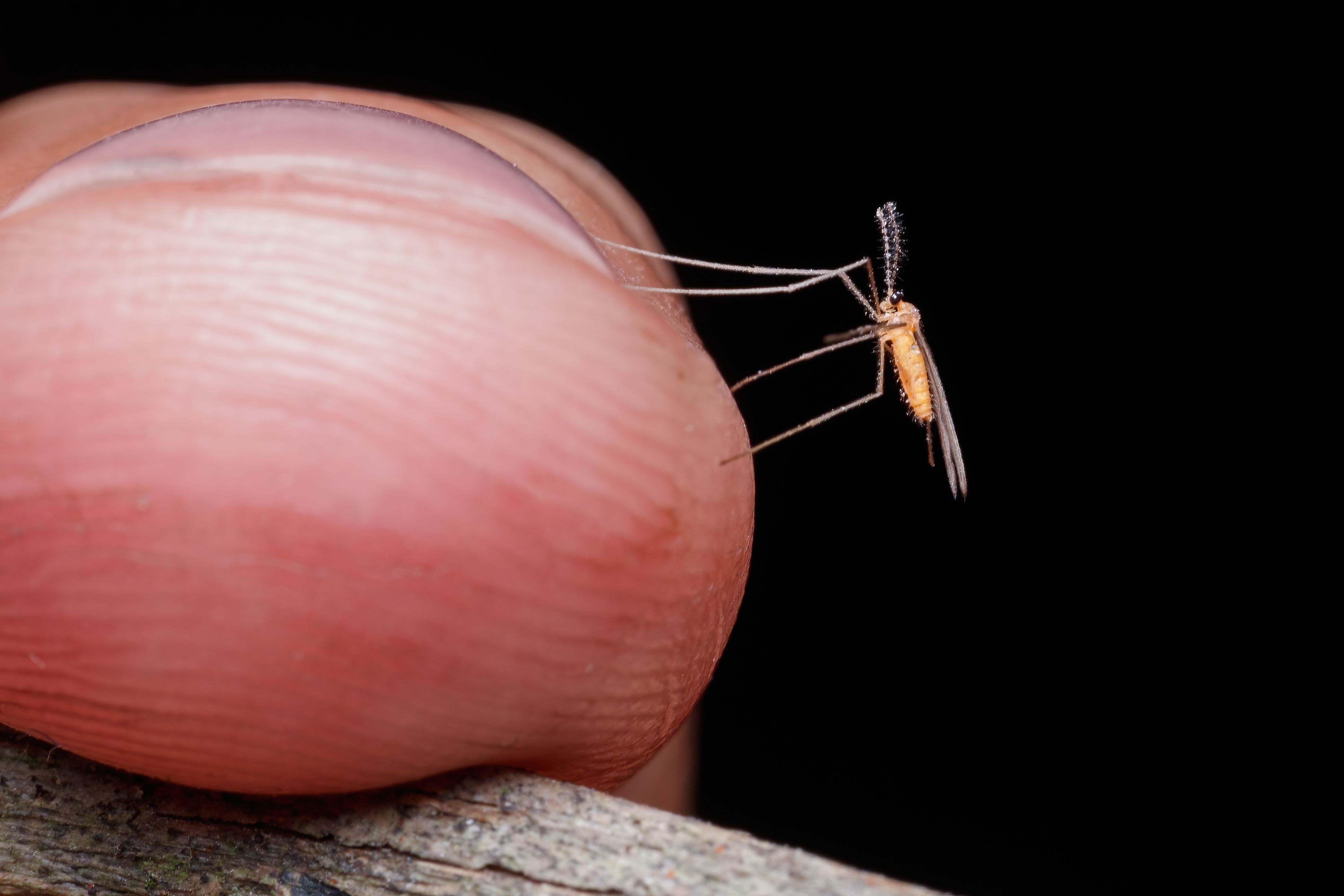 Macro photograph of a mosquito on human skin