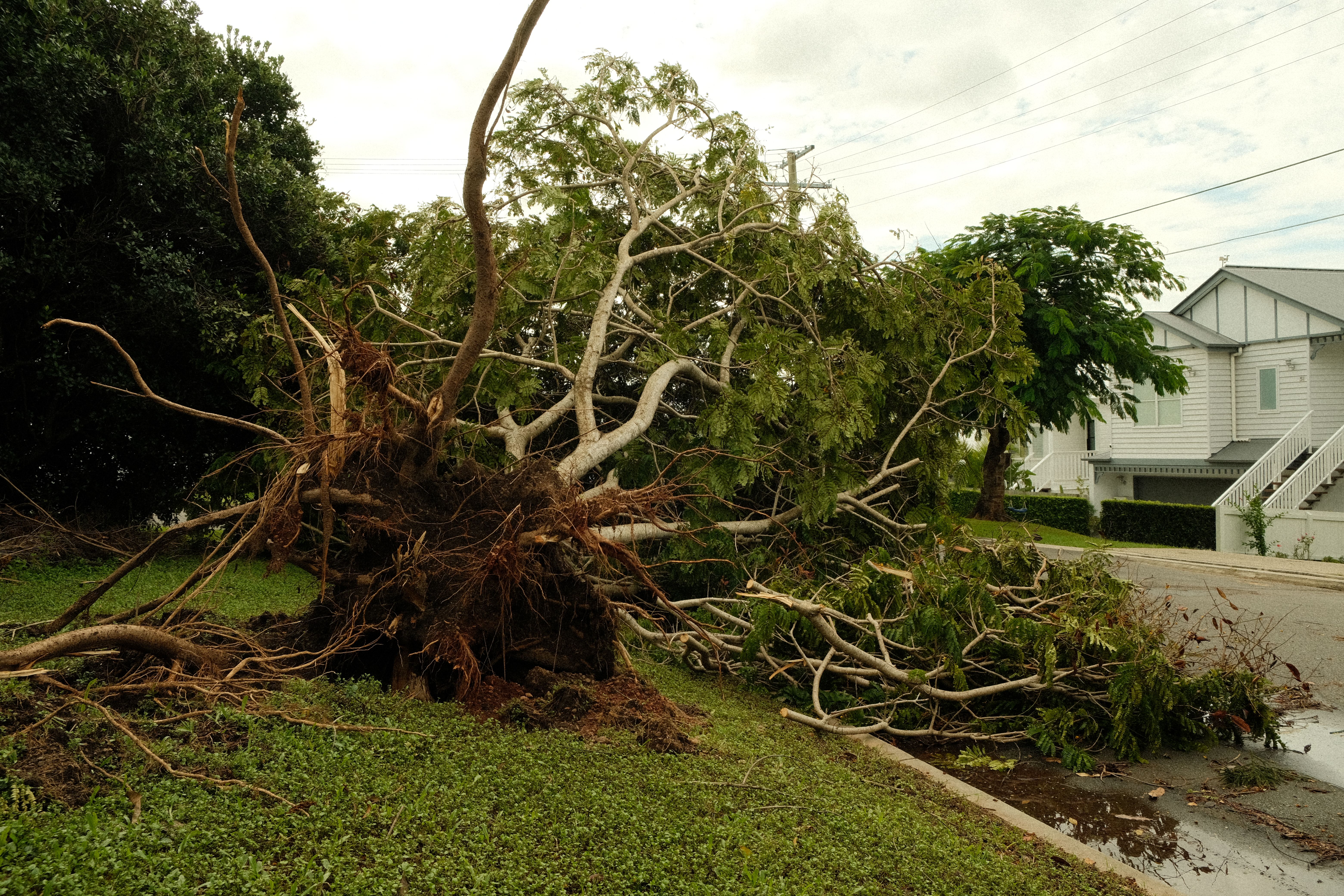 Uprooted tree lying across a residential street after a severe storm