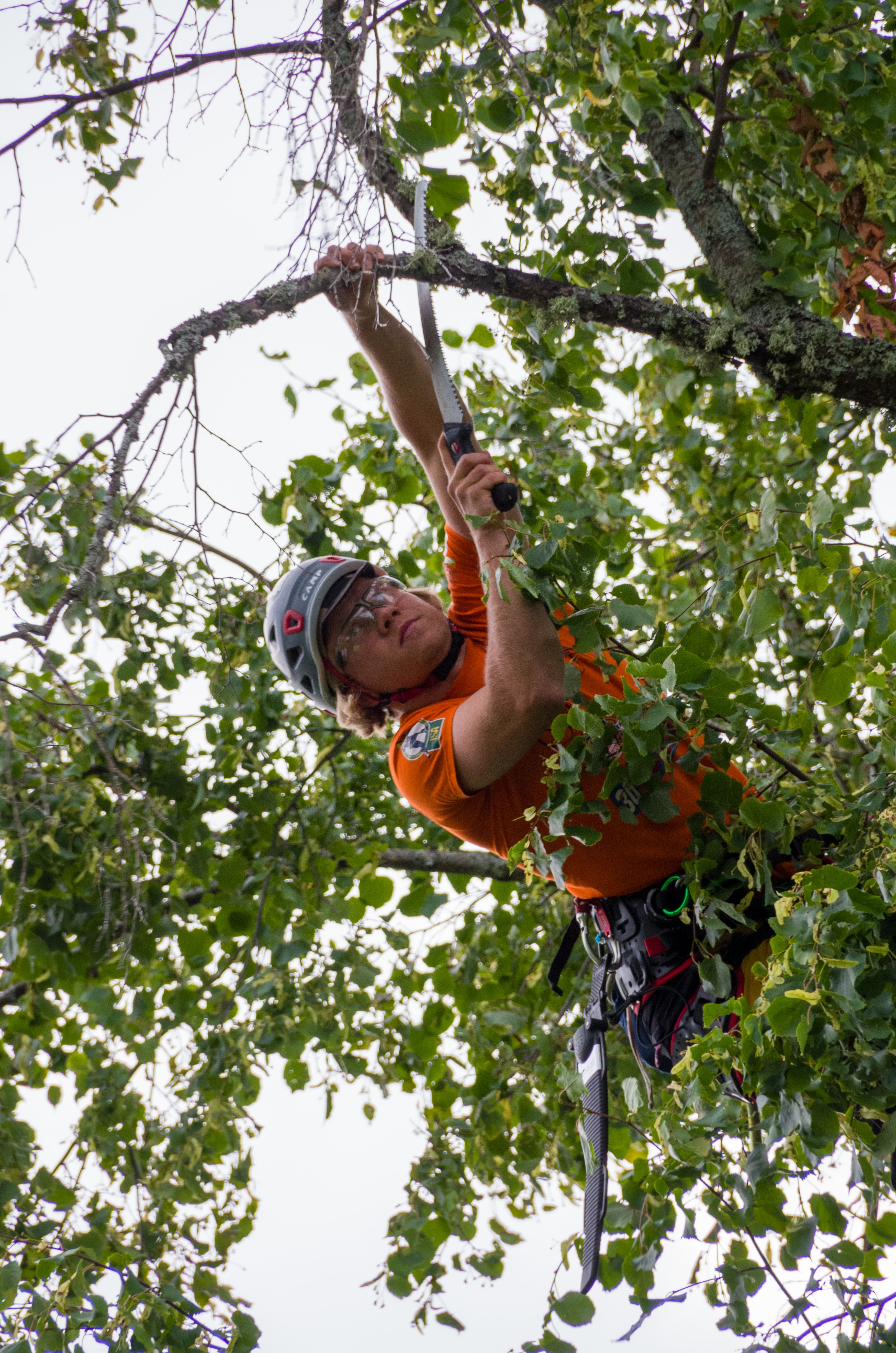 Arborist pruning a mature tree using climbing equipment