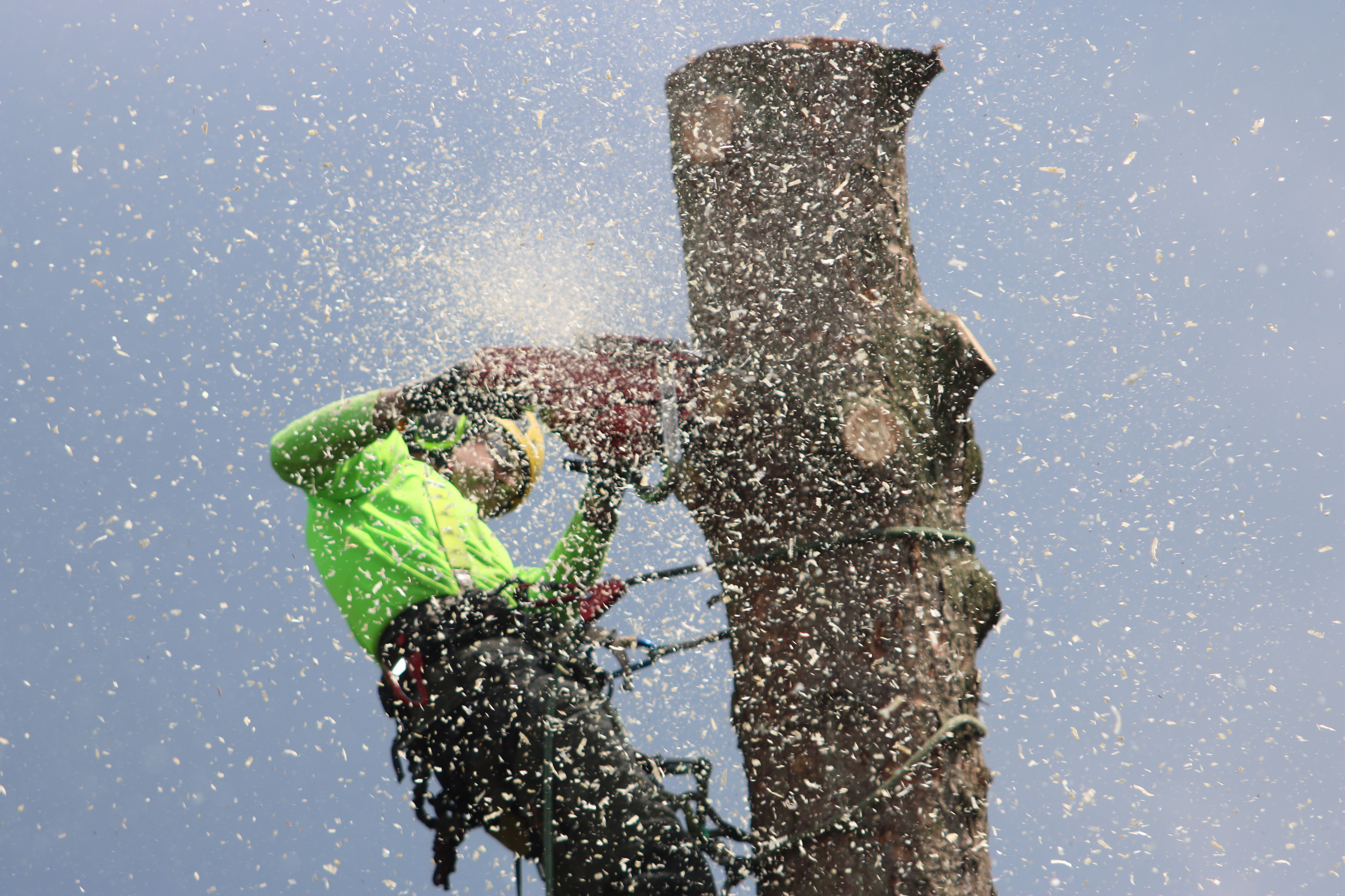 Professional arborist cutting a tree trunk with a chainsaw while secured in safety gear
