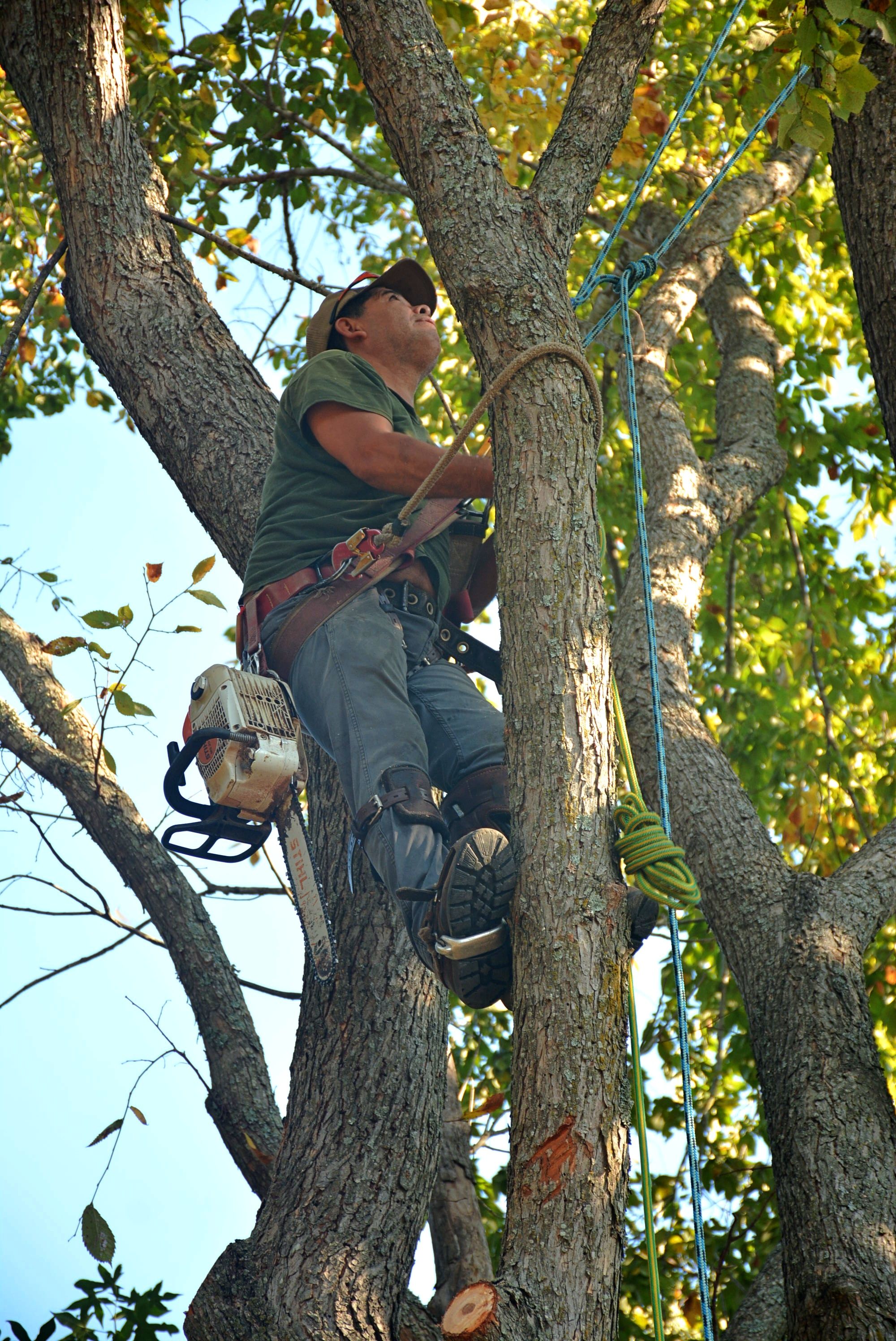 Professional arborist climbing a mature tree using ropes and safety equipment